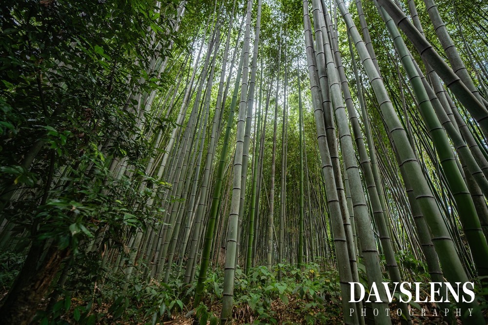 Arashiyama Bamboo Grove photo print