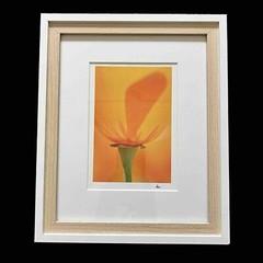 California Poppy Flower Art Photograph Signed & Framed