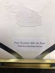 Framed & Matted Photograph “Peace Rose After The Rain” Switzer Custom Frame