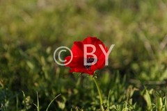 Photo Digital Product Illustration. Anemon flower.