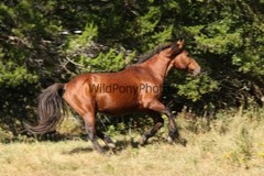 Chincoteague Pony Photo -Stallion – Hoppy – Pick One Image -Various Sizes