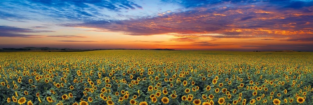 Summer Dreams by Peter Lik 1.5 Meter Pano. New In Box.