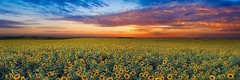 Summer Dreams by Peter Lik 1.5 Meter Pano. New In Box.