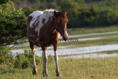 Chincoteague Pony Photo – Mare Freckles – Pick One Image -Various Sizes
