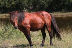Chincoteague Pony Photo -Stallion – Hoppy – Pick One Image -Various Sizes