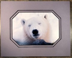Polar Bear Photograph Matted Signed By Photographer Rosalind Philips 8 X 10”