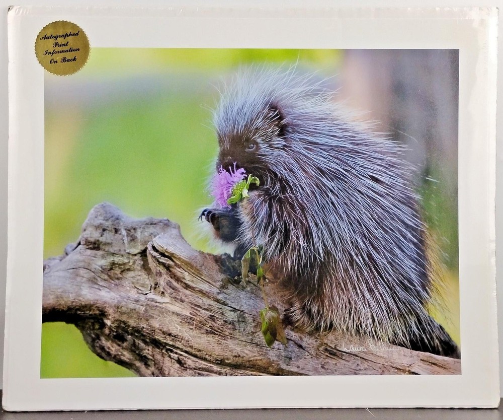 Original Wildlife Photography Art Print Baby Porcupine 16″ X 13″ Artist Signed