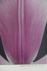 ARTIST PHOTOGRAPHER SIGNED AMALIA ELENA VERALLI PHOTO BOTANICAL TULIP PETAL 2002