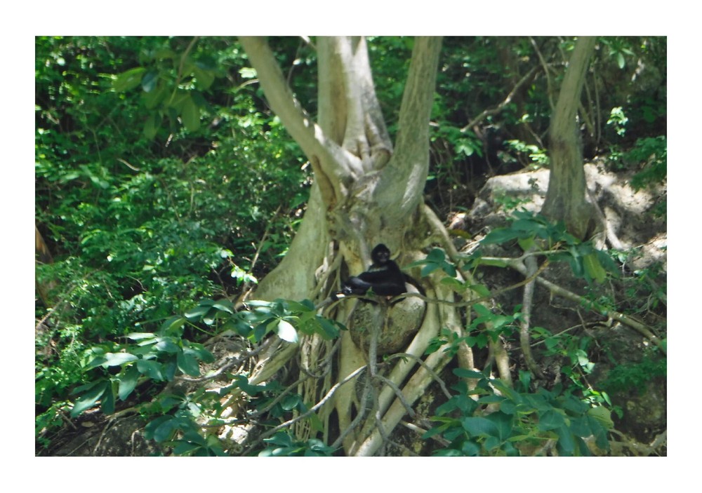 Monkey in a Tree, High Resolution Image, Many Formats, TV Art