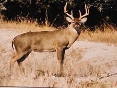 Tom Browning Signed Wildlife Photos Set Of 3 Matted No Frames