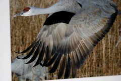 Sandhill Crane Wildlife Photo 8″ x 10″ in 11″ x 14″ Matte Signed by Kim Barry