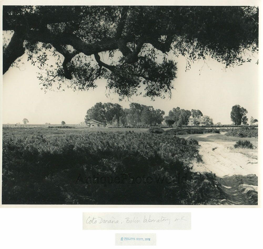 Coto Donana Spain park vintage art photo by Philippa Scott