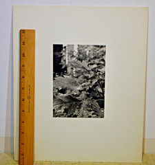 Lot of 3 B&W Photos- Unframed Matted- Forest Water Ice Wood Trees – c1970