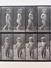 Eadweard Muybridge. # 468. Child, Walking. Original Collotype (1887)