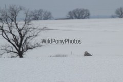 Snowy Owl Photo, Pick One Image – Various Sizes