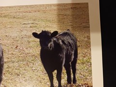 Prints of Two Black Angus Heifers Beef Cattle Farm Cow Ranch Agribusiness Rodeo
