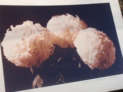 LOT 3 ORIGINAL COLOR PHOTOGRAPHS OF PLANTS FLOWERS SPECIES 14.5 X 10.25 INCHES