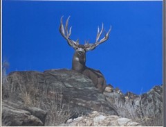 Millcreek Wildlife Reflections Signed James T Jones Photograph Buck Deer Antlers