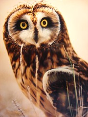 Warren Magill «Short Earred Owl» LTD ED Signed Color Photograph