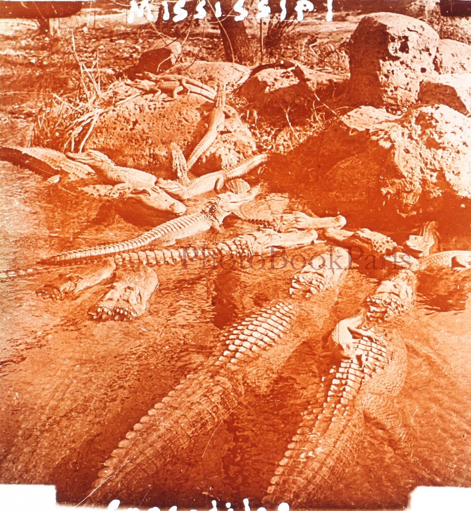 USA Mississippi Crocodiles C1920 Photo Glass Plate Vintage V28L21N5