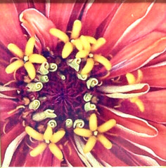 Original Abstract Floral Photograph Framed and Matted Miniature Art 4″ Square