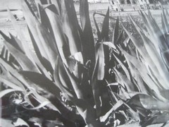 Chuck Abbott Photo Black & White Church In Desert w/ Yucca 16″ x 20″