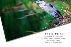 Wildlife Photography Print – Picture of Great Blue Heron in South Carolina