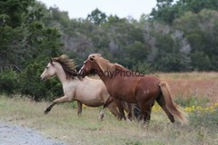 Chincoteague Pony Photo -Stallion – Ken – Pick One Image -Various Sizes