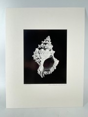 Charles Fendrock ‘CAMPAS’ Sea Shell B&W Photograph – Unframed, Listed Artist