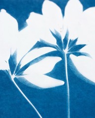 Botanical Cyanotype Print | Handmade Blue Sun Print | Fine Art Photography 20×30