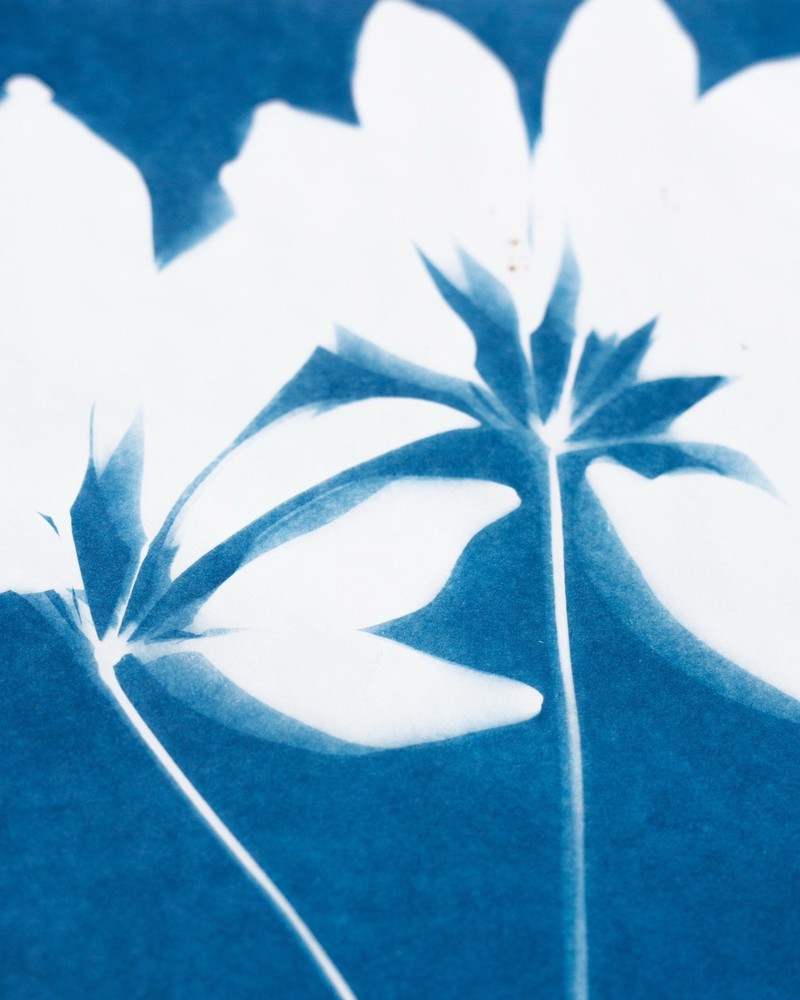 Botanical Cyanotype Print | Handmade Blue Sun Print | Fine Art Photography 20×30