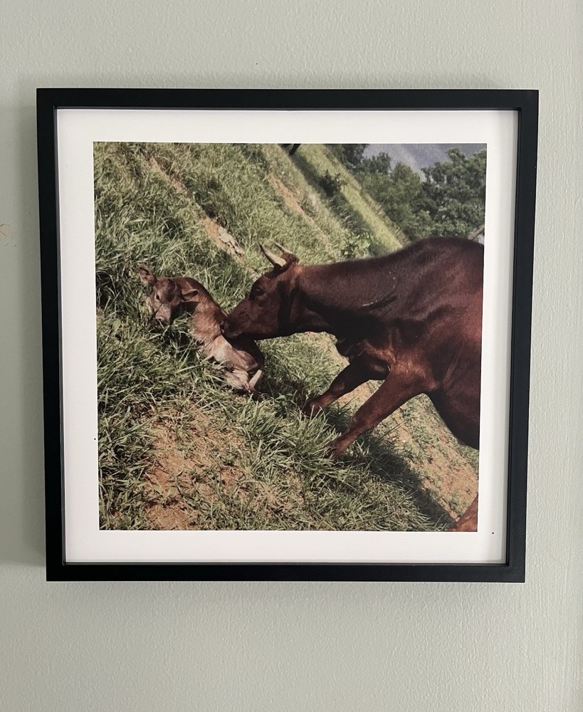Mixtile Print Cow and Calf