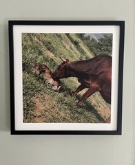 Mixtile Print Cow and Calf