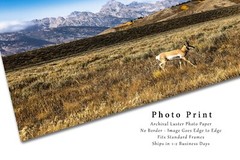 Pronghorn Antelope in Grand Teton National Park Wyoming Photography Print