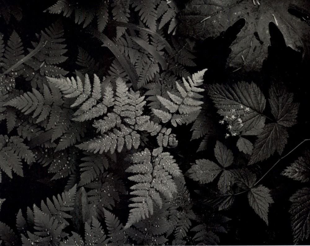 1950 Ansel Adams Forest Fern Dewdrop Mt Rainier National Park Art Photo Gravure