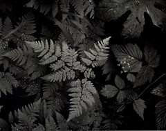 1950 Ansel Adams Forest Fern Dewdrop Mt Rainier National Park Art Photo Gravure