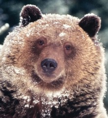 Millcreek Wildlife Reflections Signed James T Jones Photograph Grizzly Bear Snow
