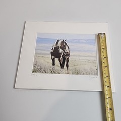 Horse Photograph Lot of 3 Equestrian Caroline Christie Signed Matted