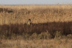 Short Eared Owl Photo, Pick One Image – Various Sizes