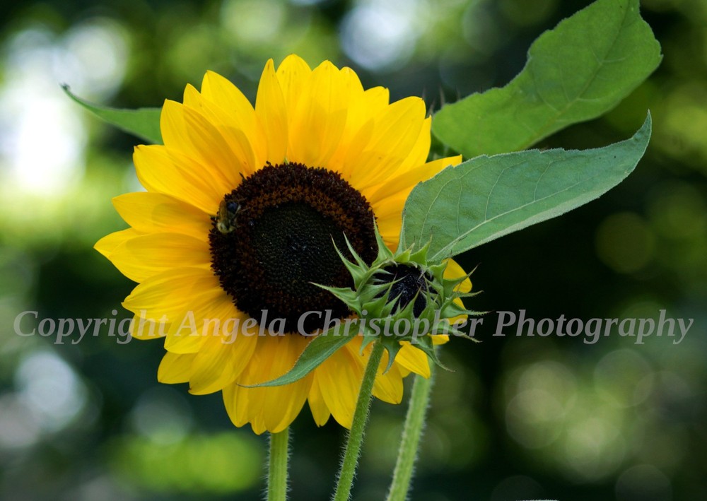 Original ACEO photo fine art print 2.5×3.5″ SUNFLOWER WITH BUD yellow brown bee