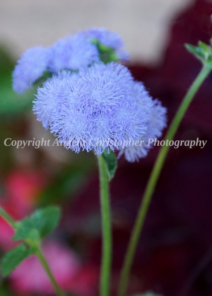 Original ACEO photo fine art print 2.5 x 3.5″ MIST FLOWER periwinkle blue purple