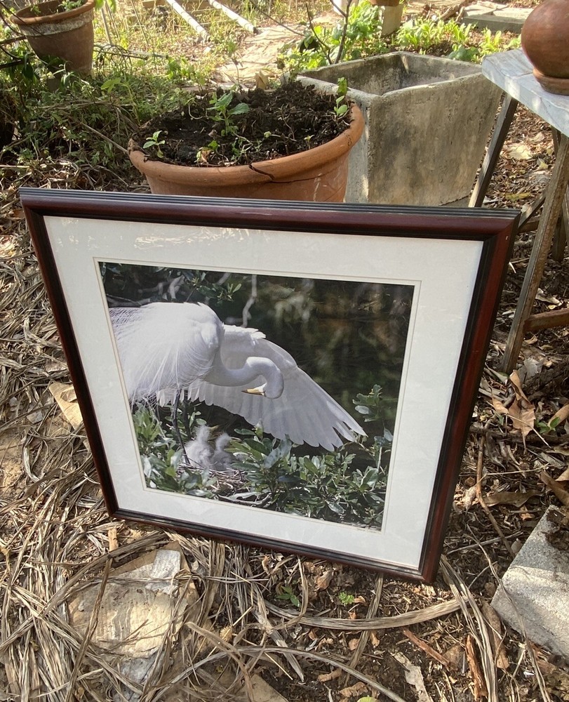Great Egret, Florida Photography by Robert Clibbon Signed Print