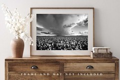 Cotton Field Photography Print | Black and White Picture | Oklahoma Photo