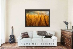 Country Photography Print – Picture of Golden Wheat at Harvest Time in Colorado