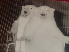 [CIRCUS] Large Vintage Photo / The Wise Bears Circa 1970 40 X 30 cm