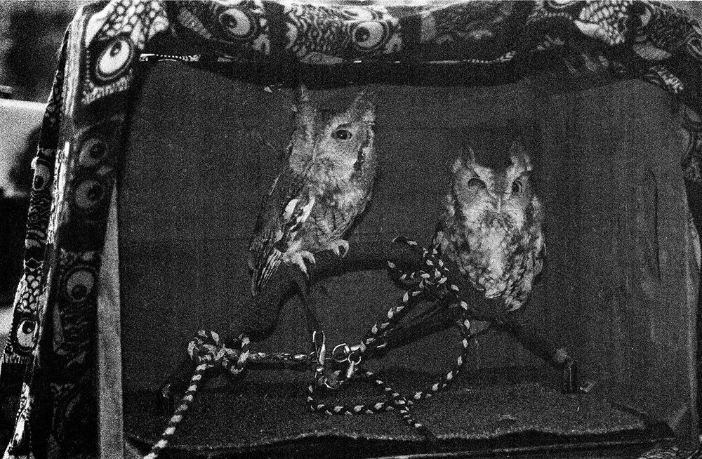 «Edu Owls», 8″ x 10” film photography artwork by Melanie Gonzalez, 2024 – 26