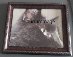 Photography Of My Cat