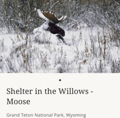 Shelter In The Willows Moose – Thomas Mangelsen Photographer