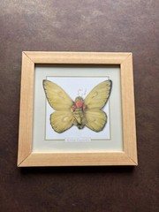 Anne Geddes Framed Photo Alexander As A Butterfly 7×7