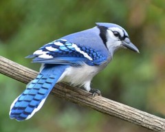 Art Photograph 8×10 Blue Jay Bird on Branch Artist Signed